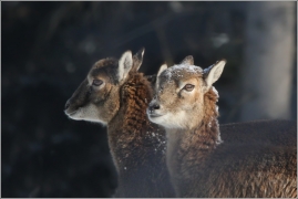 <p>MUFLON (Ovis musimon) Šluknovsko - Harta /Mouflon - Mufflon/</p>
